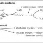 Terminális oxidáció